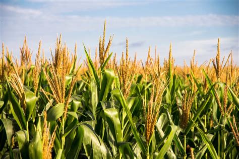 corn fields near me.